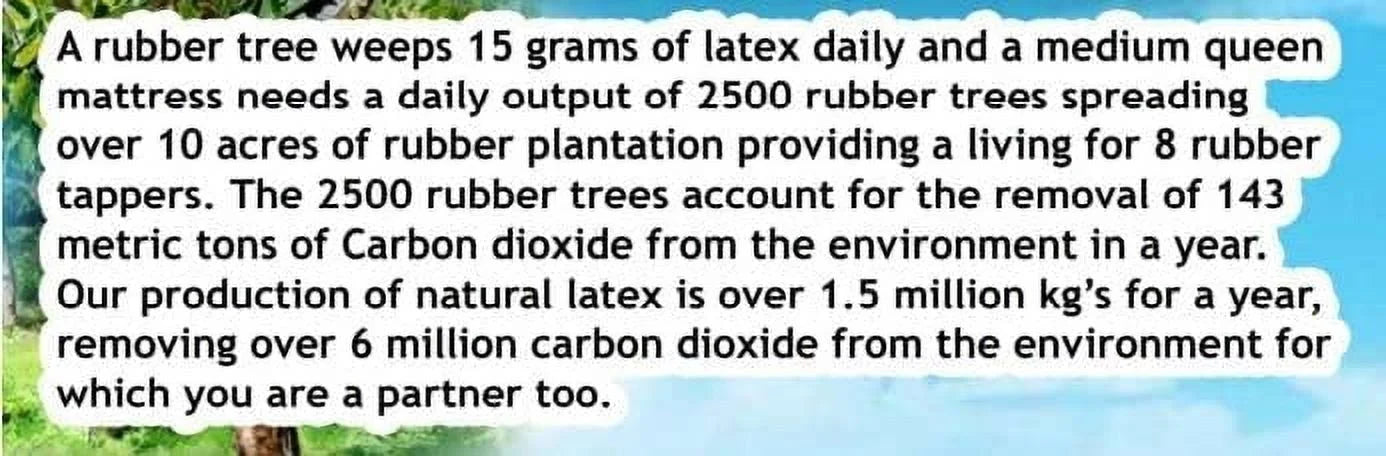 Dunlop Latex Mattress Topper - Medium - 3" - Twin XL