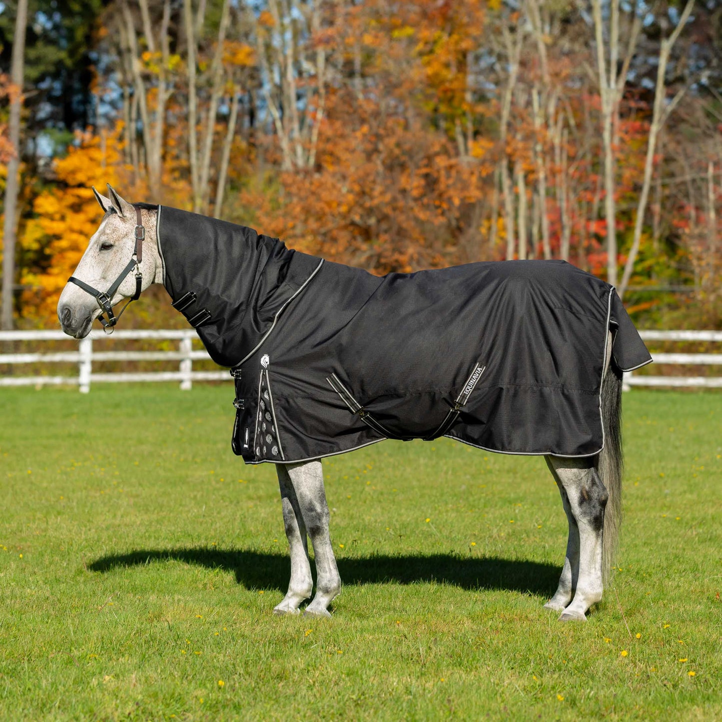 Equinavia Norse Lightweight Turnout Blanket 100g