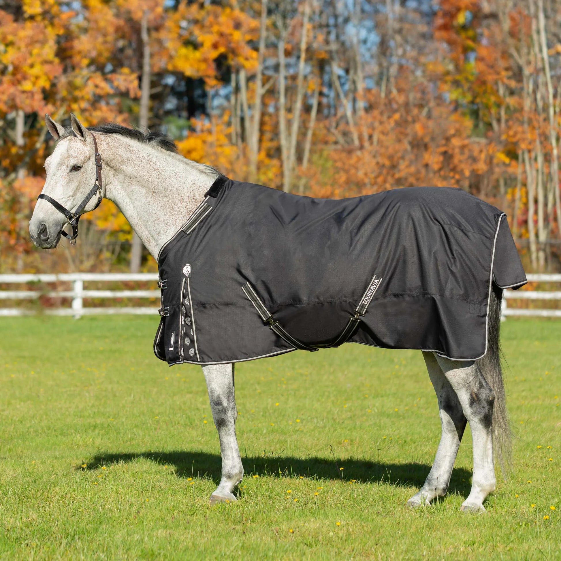 Equinavia Norse Lightweight Turnout Blanket 100g